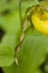 Yellow lady's slipper